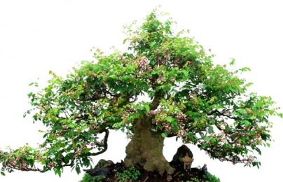 Cây khế bonsai đẹp miễn chê kiếm tiền triệu mỗi gốc nhờ áp dụng trồng đúng cách