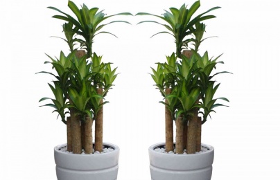 Những cây phong thủy người tuổi Tý nên trồng trong nhà để đón tài lộc