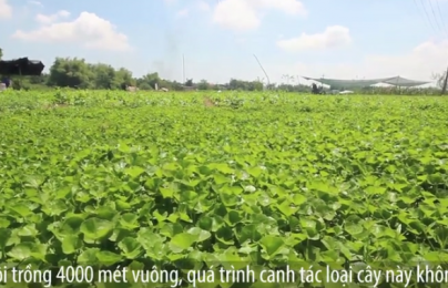 Trồng rau má thu 70 triệu đồng mỗi tháng