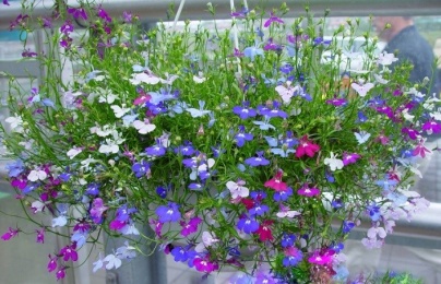 Kỹ thuật trồng cây hoa Thúy điệp chậu treo cho vườn nhà rực rỡ sắc hương