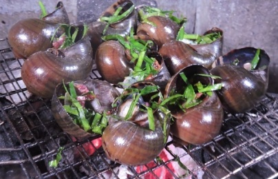 Cảnh báo viêm màng não vì ăn ốc bươu vàng chưa chín