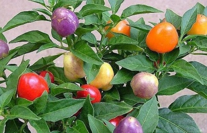 Trồng ớt bi nhiều màu không chỉ đẹp cuốn hút mà còn mang tấn tài tấn lộc cho gia chủ