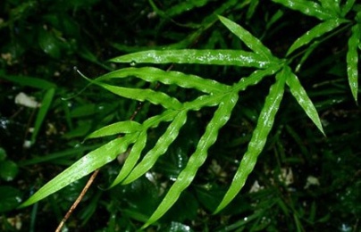 Muốn nhà không còn khí độc, muỗi cắn đừng bỏ qua trồng cây này