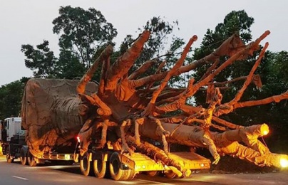 Xe chở cây 'quái thú' nghênh ngang trên quốc lộ: Bộ GTVT nói gì?