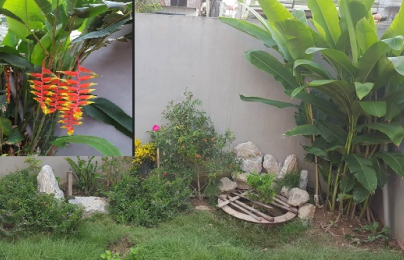 Kỹ thuật trồng cây hoa chuối tràng pháo cho góc vườn đẹp rực rỡ, ấn tượng