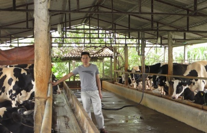 Vắt sữa bò ra... ô tô