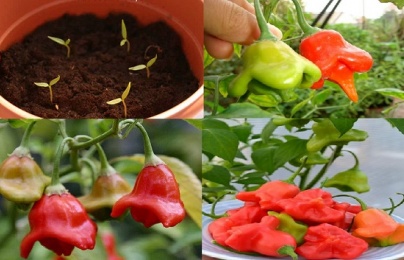 Kỹ thuật trồng cây ớt chuông hoa hồng vừa ăn vừa làm cảnh đẹp ngỡ ngàng