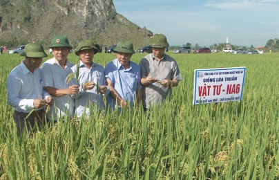 Nghệ An: Ứng dụng tiến bộ khoa học nâng cao năng suất chất lượng