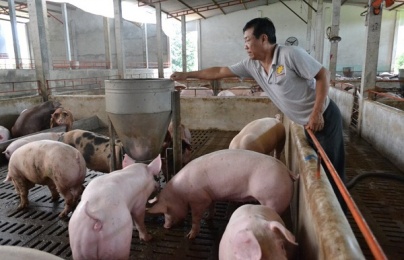 Nhìn lại một năm thăng trầm của thịt lợn trên thị trường