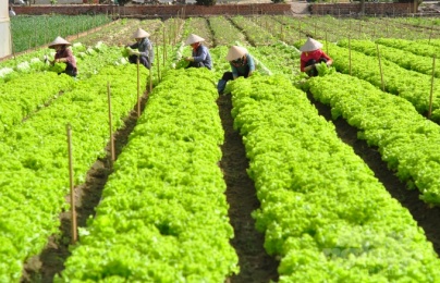 Sở KH&CN Lâm Đồng: Kiểm tra thực hiện dự án 'Nâng cao năng suất, chất lượng'