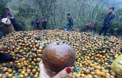 Nguồn gốc thực sự của 'cam sành Hà Giang' giá rẻ chỉ 6 nghìn đồng/kg đang bán đầy chợ