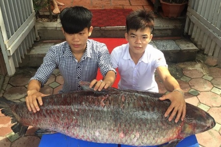 ‘Thủy quái’ hồ Thác Bà nặng hơn nửa tạ 'bơi' từ Thác Bà về Hà Nội
