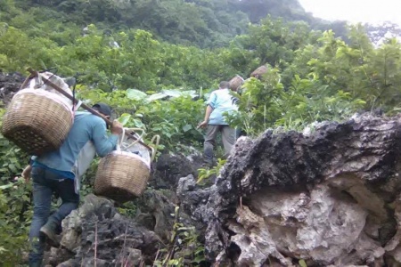 25.000đ/kg na Lạng Sơn: Bất ngờ biết hành trình trèo đèo lội suối hái na của người nông dân