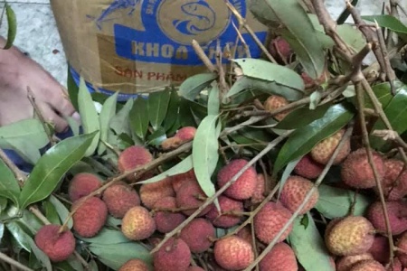 Vải đầu mùa siêu rẻ chỉ 25 nghìn đồng/kg: Cách chọn quả ngon, không sâu đầu