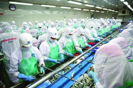 Lợi nhuận Thủy sản Minh Phú tiếp tục ‘xuống dốc’