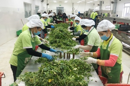 Nông sản Việt ngày càng vươn xa trên thị trường thế giới