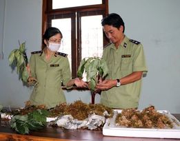 Vây bắt vụ vận chuyển Sâm Ngọc Linh giả ngay tại 'thủ phủ' sâm thật