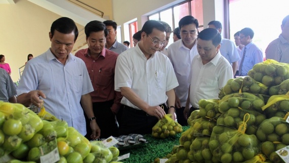 Hồng không hạt Quản Bạ chính thức được bảo hộ chỉ dẫn địa lý