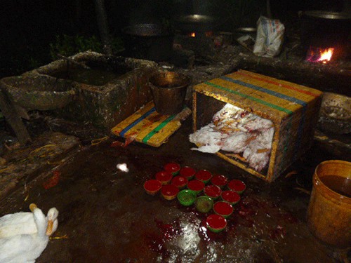 Gia cầm nhuộm hóa chất