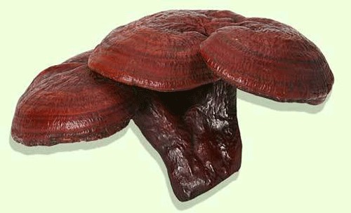 Cẩn trọng khi mua nấm linh chi