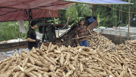 Việt Nam thu hàng tỷ USD nhờ xuất khẩu sắn