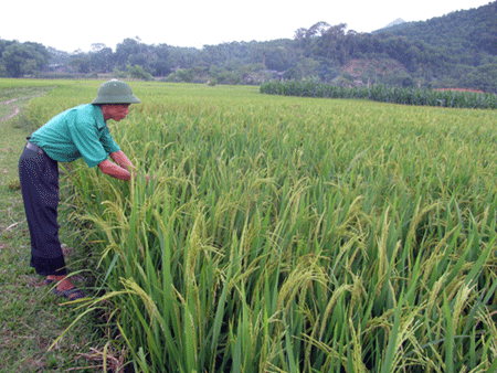 Phú Thọ nâng cao năng suất, chất lượng giống lúa mới 