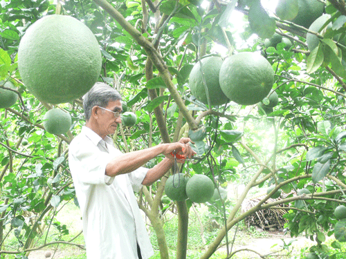 Nguy hại khi lạm dụng quả bưởi