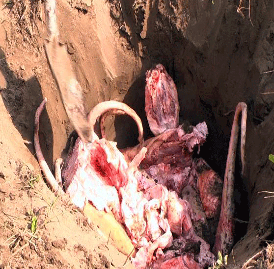 Nhanh chóng tiêu hủy 75kg nội tạng trâu bò bốc mùi thối 