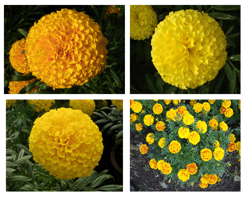 Cúc vạn thọ: Kỹ thuật trồng và chăm sóc hoa nở đúng dịp Tết