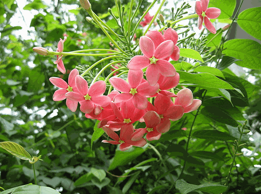 Kỹ thuật trồng cây hoa sử quân tử leo cho tường nhà rực rỡ 