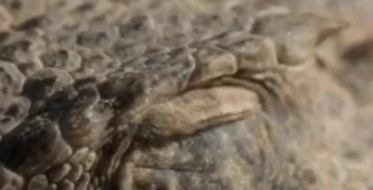 Độc chiêu tự vệ bằng cách 'phun máu mắt' khiến đối thủ hoảng sợ