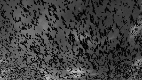 Bí ẩn 'vùng đất chết' mà hàng ngàn con chim tìm về ‘tự sát’ mỗi năm