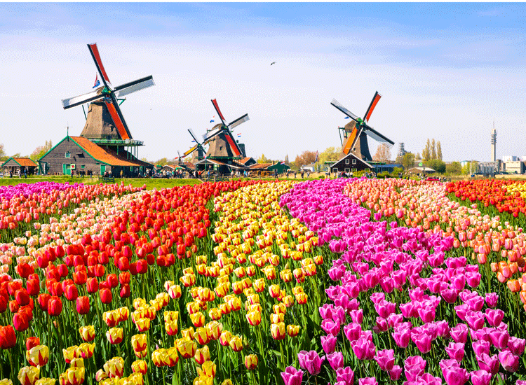 Theo dấu mùa hoa anh đào và tulip ngày Xuân