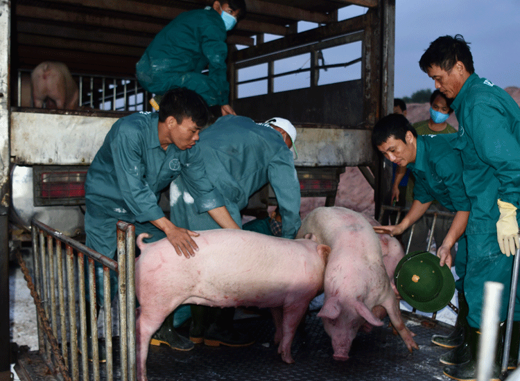 Được phép nhập khẩu lợn sống từ Thái Lan vào Việt Nam để giết mổ thực phẩm từ 12/6