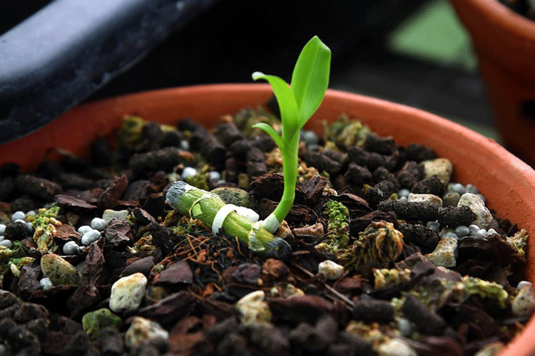 Tổng cục Thuế chỉ đạo quản lý thuế đối với giao dịch “lan đột biến”