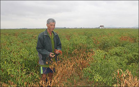 Người trồng ớt trắng tay vì công ty Trung Quốc bỏ chạy