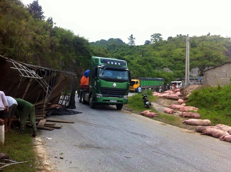 Bắc Kạn: Xe tải đổ xuống đường, hàng trăm con lợn toán loạn