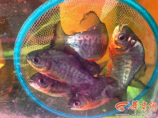 Cận cảnh loại cá ăn thịt được bày bán trên trị trường cá cảnh Trung Quốc