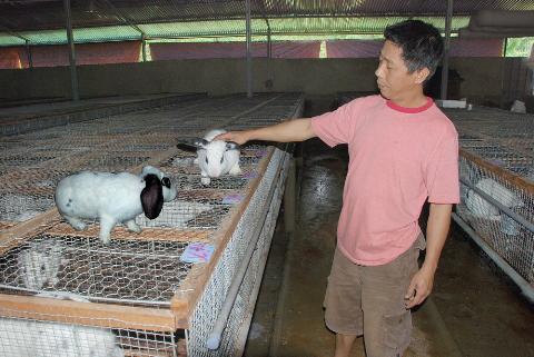Kỹ thuật nuôi thỏ sinh sản cho năng suất cao