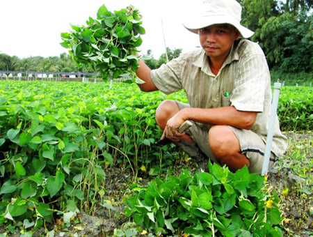 Đổi đời từ c&acirc;y rau diếp c&aacute; chuy&ecirc;n canh