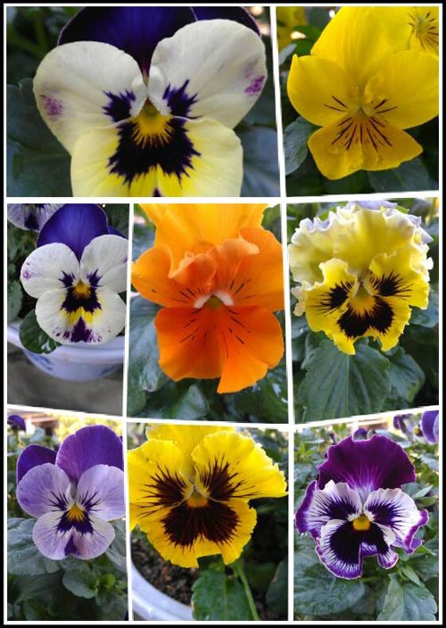 Hoa păng-xê đa dạng về màu sắc, tượng trưng cho mùa đông