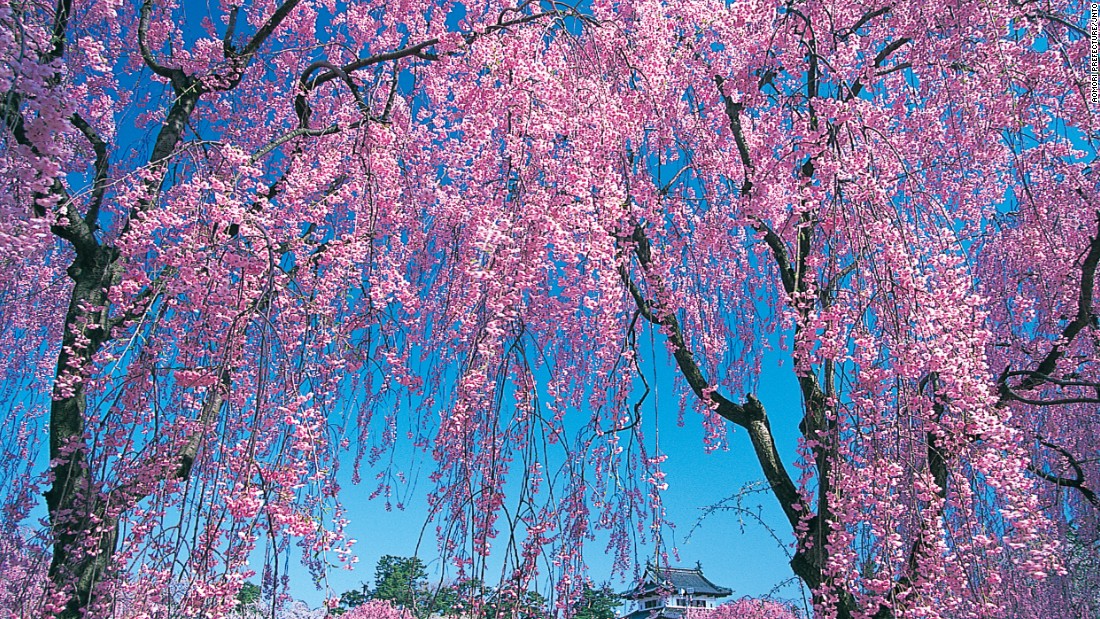 Hoa anh đào ở tỉnh Aomori đẹp như một bức tranh khi hoa nở vào mùa xuân