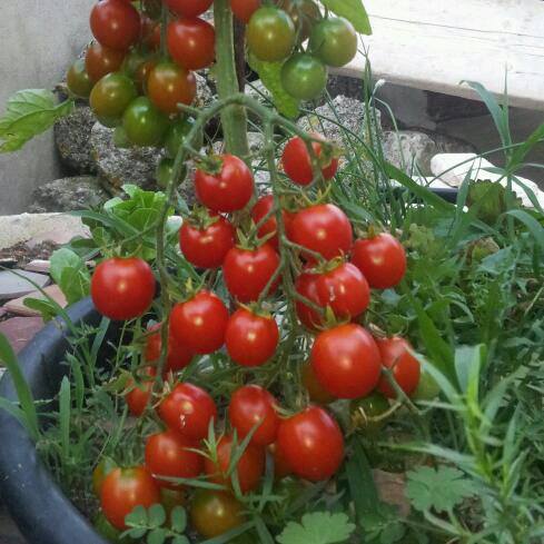 Kỹ thuật trồng cây cà chua bi đạt hiệu quả
