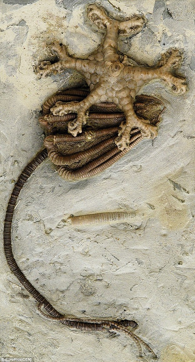 Hóa thạch cổ đại trông giống một loài Huệ Biển đã mất tích từ rất lâu
