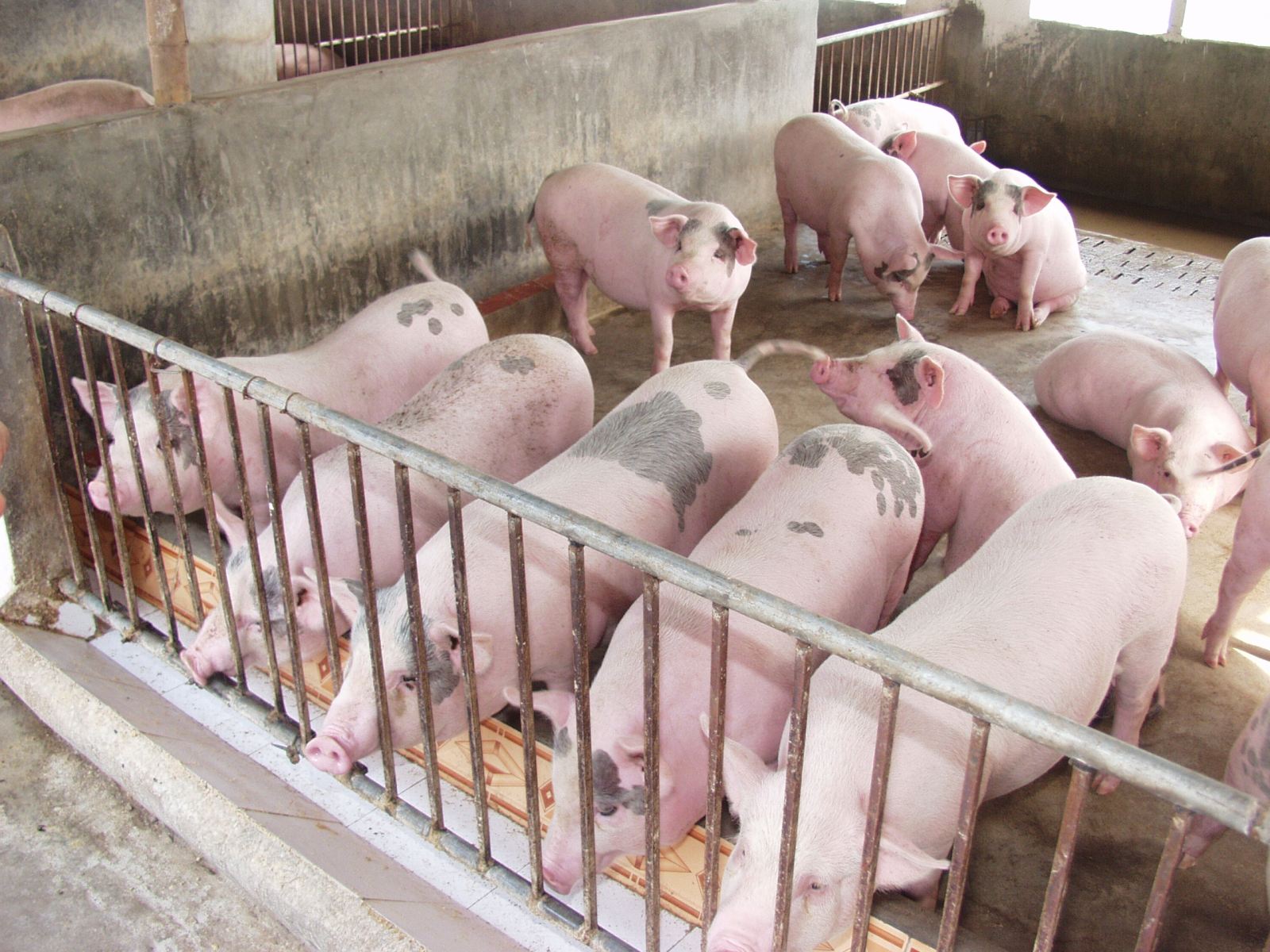 Lực lượng chức năng đã phát hiện 3 trang trại chăn nuôi ở Thanh Hóa sử dụng chất tạo nạc Salbutamol vượt mức cho phép