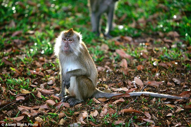 Loài khỉ gây tai nạn cho vị triệu phú chuyên cướp thức ăn và vật dụng của khách tham quan. Ảnh: Daily Mail