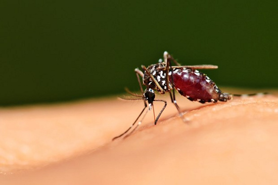Muỗi là loài côn trung hút máu và truyền bệnh lây nhiễm phổ biến cho con người 