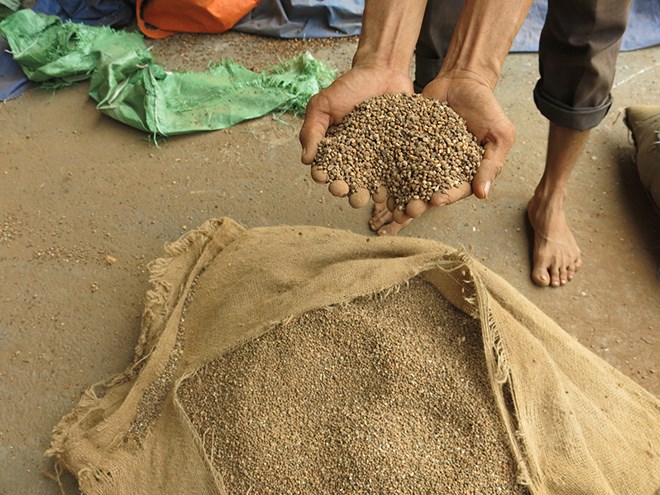 Công nhân khui một bao tải chứa sỏi đá nhỏ như hạt càphê.
