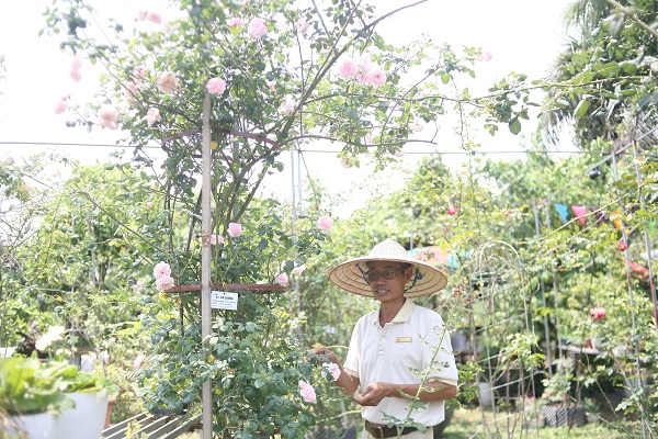 Lão nông gần 60 tuổi, sở hữu vườn hồng 2 vạn gốc tại Hà Nội