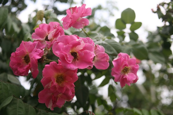 Lão nông gần 60 tuổi, sở hữu vườn hồng 2 vạn gốc tại Hà Nội